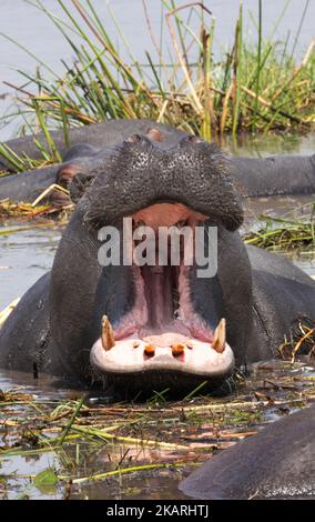 Adult hippopotamus or hippo with mouth open, Hippopotamus amphibious, Okavango Delta, Botswana Africa. African wildlife.