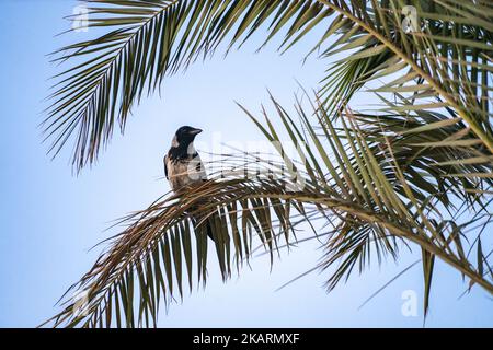 A closeup shot of a crow perched on a palm tree leaf on a clear blue sky background Stock Photo