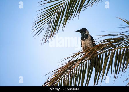 A closeup shot of a crow perched on a palm tree leaf on a clear blue sky background Stock Photo