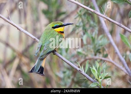 Little Bee-Eater, Merops pusillus; one adult perched in a tree, side view, Okavango Delta Botswana Africa. African wildlife. Stock Photo