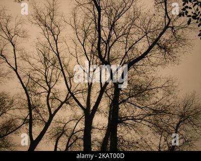 The sky over a park in south London, UK turns red on October 16, 2017. As storm Ophelia passes over the UK and Ireland, sand from the Sahara is carried over the UK making the sky darken and turn red. (Photo by Jay Shaw Baker/NurPhoto) Stock Photo