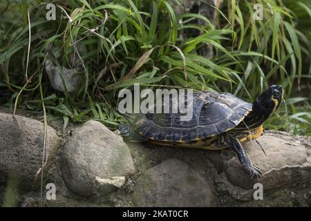 There is also an important colony of turtles at the Karpin Abentura wildlife centerin of Carranza in Vizcaya, Spain, on 17 October 2017. Karpin Abentura is a wildlife center that aims to give dignified lives to animals from illegal traffic, abandoned exotic pets and others of similar origin to raise awareness of this problem also has a terrasauro in which you can know some of the life-size dinosaur species that inhabited the land 65 million years ago. (Photo by Joaquin Gomez Sastre/NurPhoto) Stock Photo