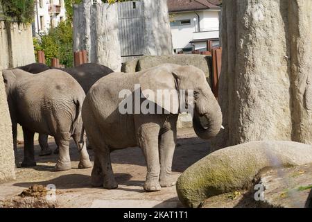 View on the group of African elephant, in Latin Loxodonta africana situated in Swiss ZOO. Stock Photo