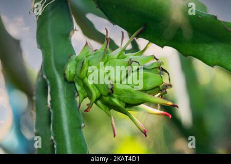Raw dragon fruit on the dragon fruit tree waiting for the harvest in the agricultural farm in Asia, Stock Photo