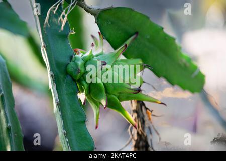 Raw dragon fruit on the dragon fruit tree waiting for the harvest in the agricultural farm in Asia, Stock Photo