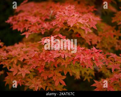 Close up of the red orange autumn leaves of the Japanese maple Acer palmatum Deshojo. Stock Photo