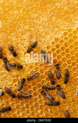 closeup of bees on honeycomb in apiary - selective focus, copy space. Stock Photo