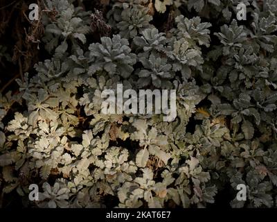 Close up of the silvery-grey leaves of the low growing perennial garden plant Tanacetum hardajanii Silver lace tansy. Stock Photo
