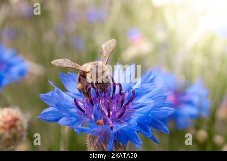 A bee on a blue cornflower, an insect collects nectar on flowers, nature close-up. Stock Photo