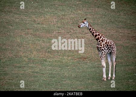 A lonely giraffe in the green grassland Stock Photo