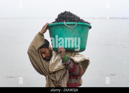 A Kashmiri man carrying a tub full of water chestnuts unload his vessel full of water chestnuts after, extracting them, from the lake, each year from November through February thousands of men and women across the lake, gather in their boats to harvest the thorny fruit, on January 05, 2018 in Kolhom, north of Srinagar, the summer capital of Indian Administered Kashmir, India. Water chestnuts are a major crop for people living near Wular lake , Asia's second largest freshwater lake. Wular, looks more like a flat marshy plain than a large lake in winters, as the water level recedes entire famili Stock Photo