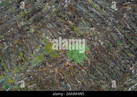 Aerial view over Swedish clearcut area, clearcutting / clearfelling is a forestry / logging practice in which all trees are cut down, Dalarna, Sweden Stock Photo