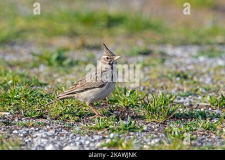 Crested lark (Galerida cristata / Alauda cristata) foraging in grassland Stock Photo