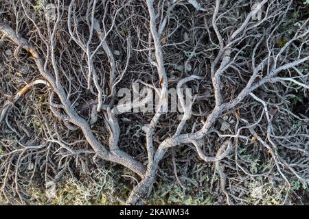 Dead dwarf birch (Betula nana) deciduous shrub among lichen on rocky ground on the Arctic tundra, Sweden, Scandinavia Stock Photo