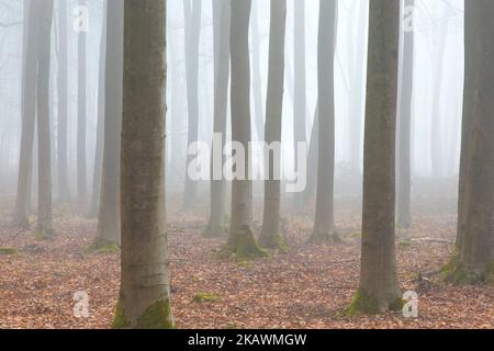 European beech trees / common beeches (Fagus sylvatica), tree trunks in wood covered in early morning mist with fallen autumn leaves on forest floor Stock Photo
