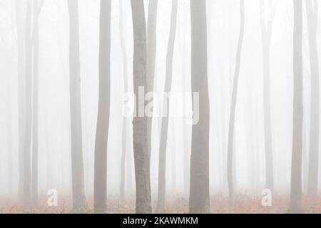 European beech trees / common beeches (Fagus sylvatica), tree trunks in forest covered in early morning mist in winter Stock Photo