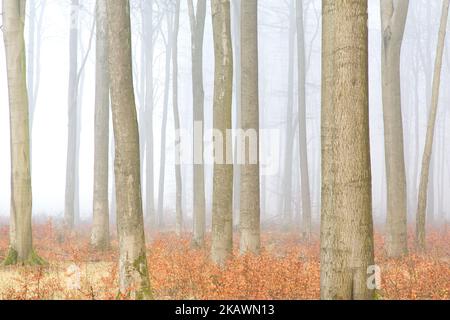 European beech trees / common beeches (Fagus sylvatica), tree trunks in forest covered in early morning mist in winter Stock Photo