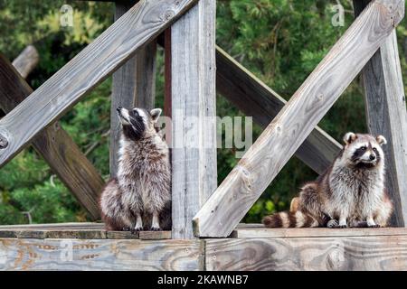 Two common raccoons (Procyon lotor) sitting on beams / timber of wooden bridge, invasive species native to North America Stock Photo