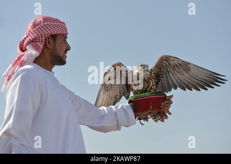 A view of a two year old falcon and his trainer during a demonstration. Falconry is UAE's oldest tradition and it dates back to 2000 years that started as a source for food, to hunt hares and houbara. It was also considered a way of life for leaders of the tribe. On Wednesday, February 21, 2018, in Madinat Zayed, Abu Dhabi, United Arab Emirates. (Photo by Artur Widak/NurPhoto)  Stock Photo