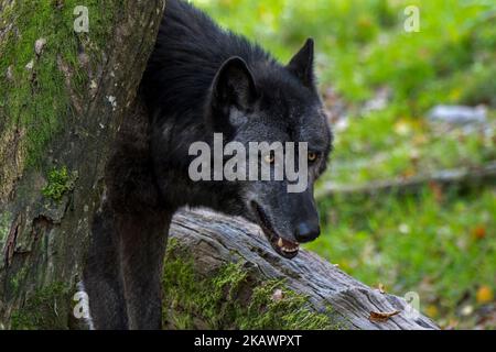 Black Northwestern wolf / Mackenzie Valley wolf / Alaskan timber wolf / Canadian timber wolf (Canis lupus occidentalis), largest grey wolf subspecies Stock Photo
