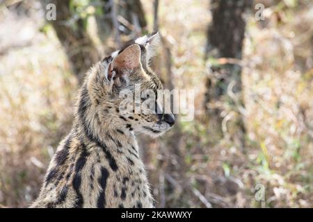 Serval cat (Felis serval), portrait,  showing the large ears relative to head size Stock Photo