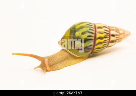 arboreal pulmonate land snail Amphidromus palaceus isolated on white background Stock Photo