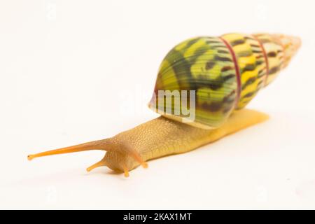 arboreal pulmonate land snail Amphidromus palaceus isolated on white background Stock Photo