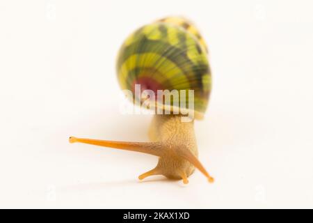 arboreal pulmonate land snail Amphidromus palaceus isolated on white background Stock Photo