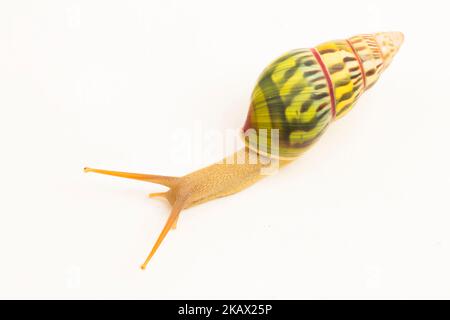 arboreal pulmonate land snail Amphidromus palaceus isolated on white background Stock Photo