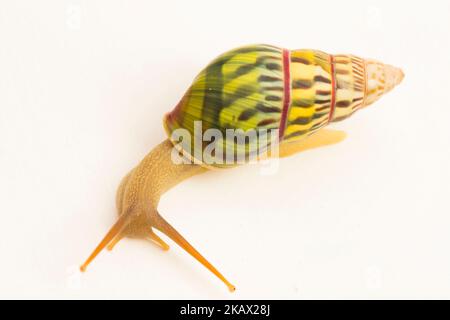 arboreal pulmonate land snail Amphidromus palaceus isolated on white background Stock Photo