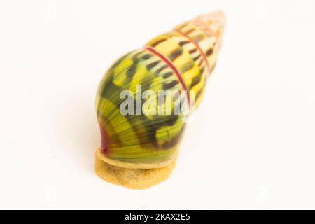 arboreal pulmonate land snail Amphidromus palaceus isolated on white background Stock Photo