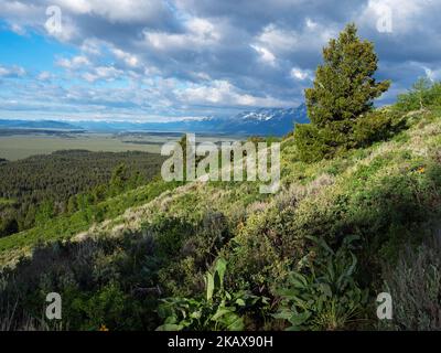 View over Cow Lake to the Snake River from Signal Mountain, Grand Teton National Park, Wyoming, USA, June 2019 Stock Photo