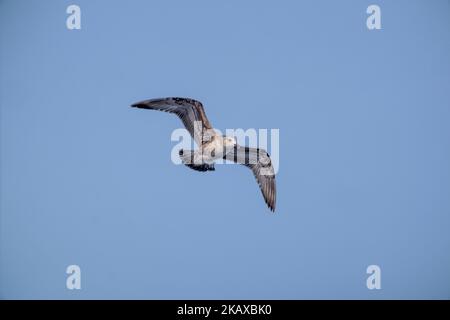 A close-up of a European herring gull with large open wings flying across the blue sky Stock Photo