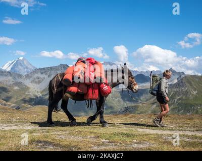 Pack animal at the Grand Col Ferret, carries luggage of hiking groups on the tour Mont Blanc, border Italy-Switzerland Stock Photo