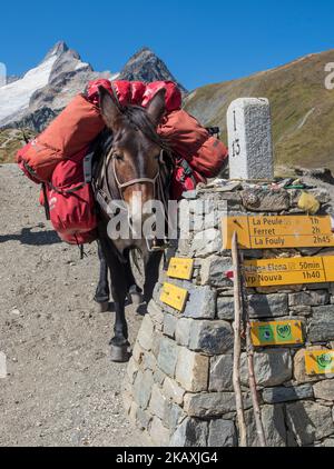Pack animal at the Grand Col Ferret, carries luggage of hiking groups on the tour Mont Blanc, border Italy-Switzerland Stock Photo