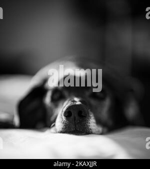 A grayscale of a black dog in a room Stock Photo