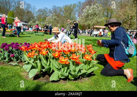 April 21, 2018 - Lisse. Keukenhof is also known as the Garden of Europe one of the world's largest flower gardens in Lisse, The Netherlands. The theme for Keukenhof 2018 is "Romance in Flowers". The park houses many early flowering species and the Willem-Alexander pavilion is already showing over 500 varieties of flowering tulip. Keukenhof is the place to enjoy millions of flowering tulips, daffodils and other bulb flowers this spring. By the time it closes on 13 May 2018, the flower exhibition will have received over one million visitors from across the globe. (Photo by Romy Arroyo Fernandez/ Stock Photo