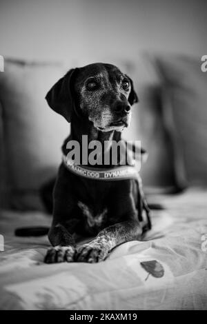 A grayscale of a black dog in a room Stock Photo