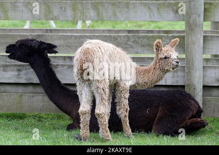 Alpacas are seen at Sherlin Alpaca Stud farm in the Selwyn District in Christchurch, New Zealand on May 5, 2018. Alpaca were first imported to New Zealand in the late 1980s from Chile. (Photo by Sanka Vidanagama/NurPhoto) Stock Photo