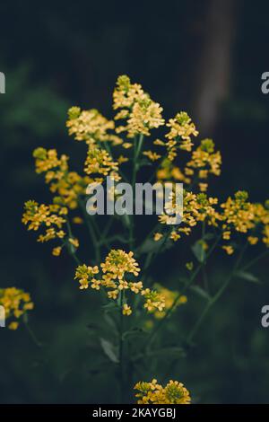 Tiny, yellow flowers on single stalk against green, natural background Stock Photo