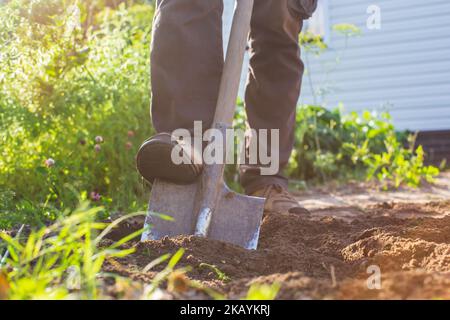 The farmer digs the soil in the vegetable garden. Preparing the soil for planting vegetables. Gardening concept. Agricultural work on the plantation Stock Photo