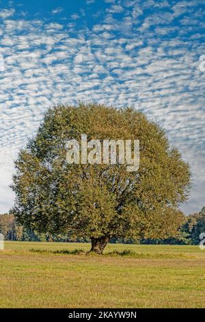 Shot of big old tree on meadow in summer against blue sky with small white clouds Stock Photo