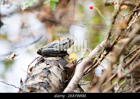 Aga toad, bufo marinus sitting on a tree log, natural environment, amphibian inhabitant wetland Stock Photo