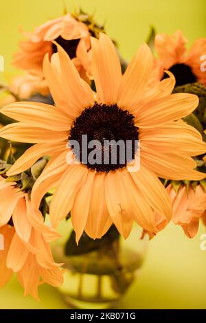 Bouquet of sunflowers in a glass vase on a light green background Stock Photo