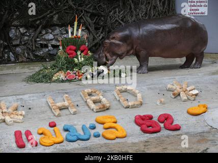 A female hippopotamus named 'Mali', which means Jasmine, eats fruits arranged to look like a cake during her 52th birthday celebration at Dusit Zoo in Bangkok, Thailand on August 24, 2018. (Photo by Chaiwat Subprasom/NurPhoto) Stock Photo