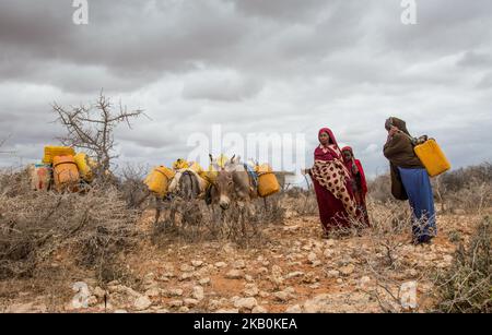 Mandera, Kenya - Three Kenyan women carrying water on their backs to bring the water from a distance far from their home about 25 km. 20 August 2018One of the most important problems facing many quinine is the lack of clean drinking water. Therefore, many people have to travel large distances to catch some water from wells, which are mostly salty water, not fresh water.This is the case in Mandira, Kenya As with the other areas of the North Eastern Province, Mandera is predominantly inhabited by ethnic Somalis with the Garre tribe as majority in the county. Other well represented communities i Stock Photo