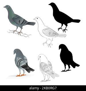 Pigeons Carriers  domestic breeds sports birds natural and outline and silhouette vintage  set set three vector  animals illustration for design edita Stock Vector