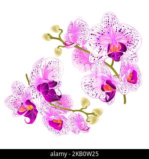 Branch orchids   purple and white flowers  Phalaenopsis tropical plant on a white background  set two vintage vector botanical illustration for design Stock Vector