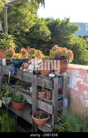 pots with echeveria and various succulents and various souvenirs, stones, pebbles on a shelf as a garden decoration Stock Photo