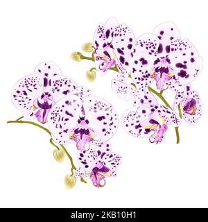 Branches orchids with dots purple and  white flowers  Phalaenopsis tropical plant on a white background set four vintage vector botanical illustration Stock Vector